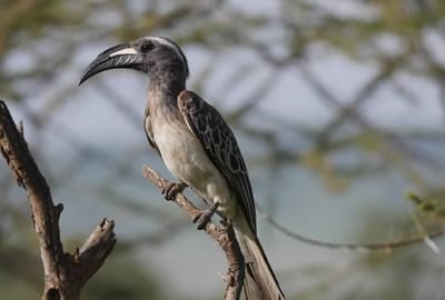 Tarangire National Park and the Ngorongoro Crater - Tanzania.