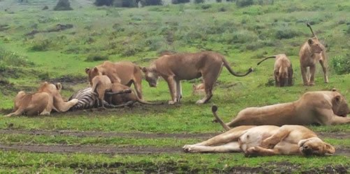 Lake Manyara / Serengeti Plains / Ngorogoro Crater / Tarangire